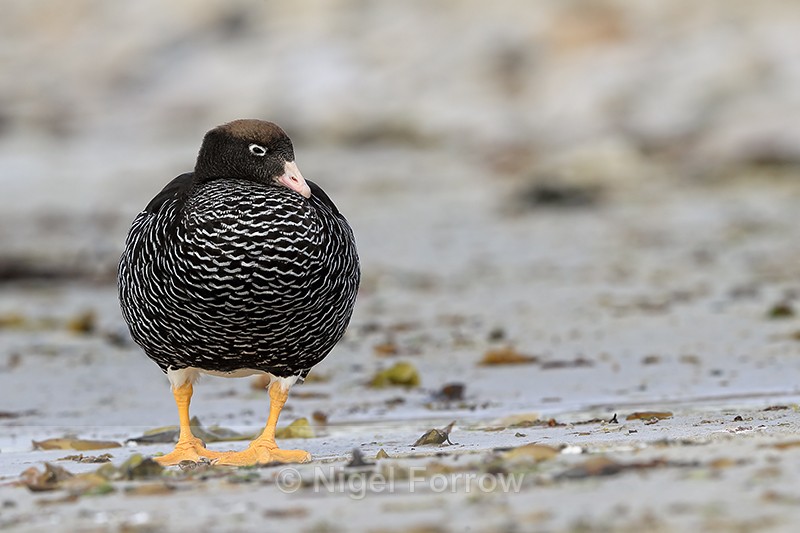 Kelp Goose (female) front view, Carcass Island, Falklands - Kelp Goose