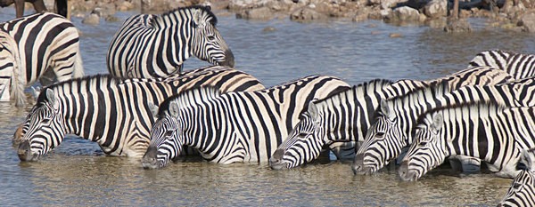  - African Journey