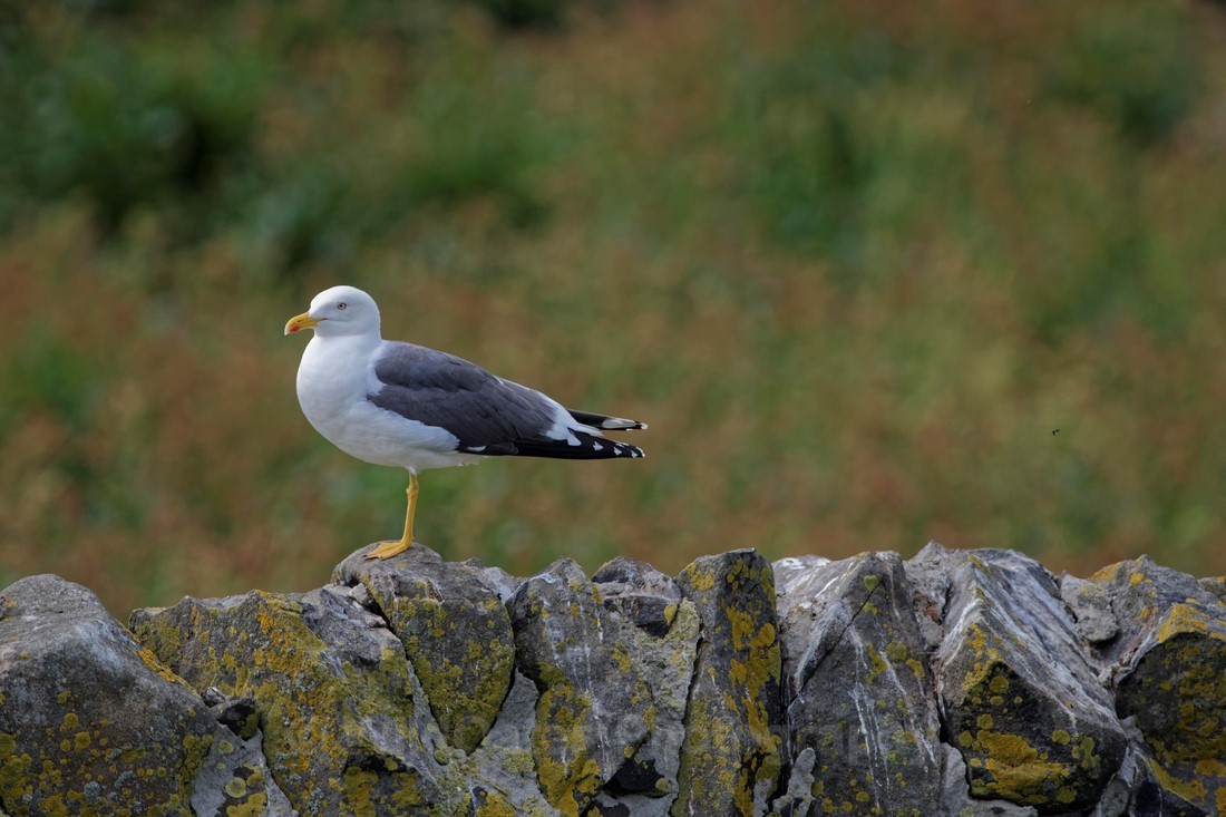 Fife_Herring Gull 0008 - Isle of May and Fife