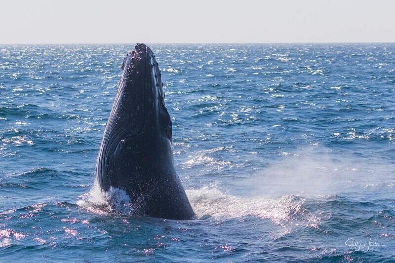 0A3A0509 - 2024 Whale Photos