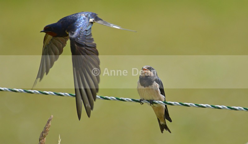 See you later... - Wildlife in the UK