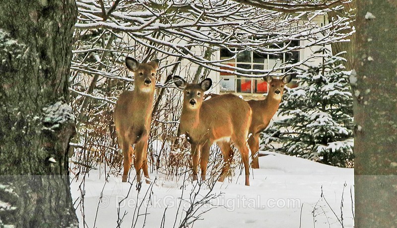 The Three Amigos - White-tailed Deer Urban Settting - Urban Wildlife