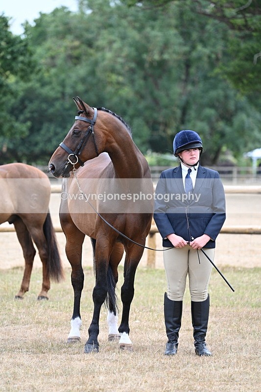 WJ7_9820 - Class 5a Most Handsome Gelding (above 14.2hh)