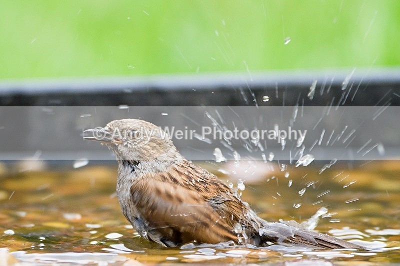 20120519-_MG_9839 - Dunnock (Hedge Sparrow)