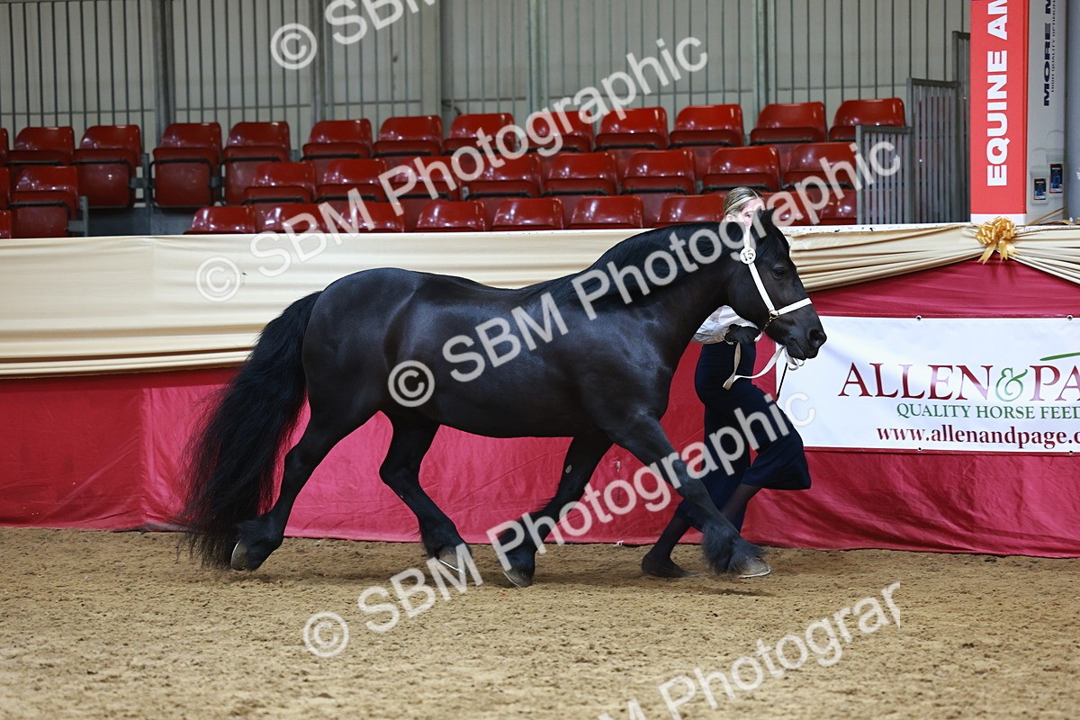 SBM_23076 - Class 903 - Supreme Final - IH Pre Vet