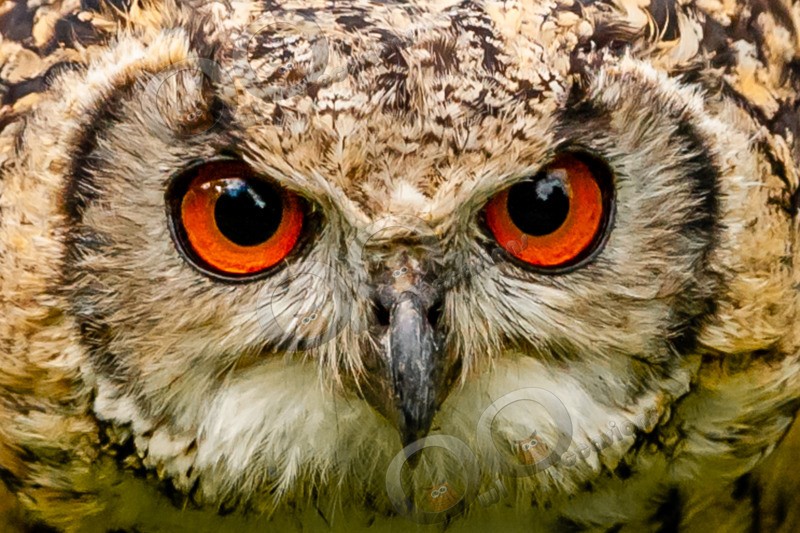 indian eagle owl bubo bengalensis-9616 - Owls of the World
