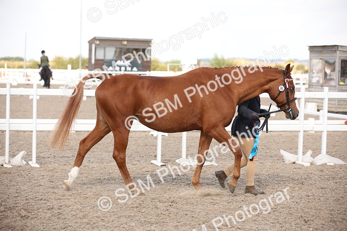 SBM_07150 - Class 25 IH Foreign Breeds- Pure bred