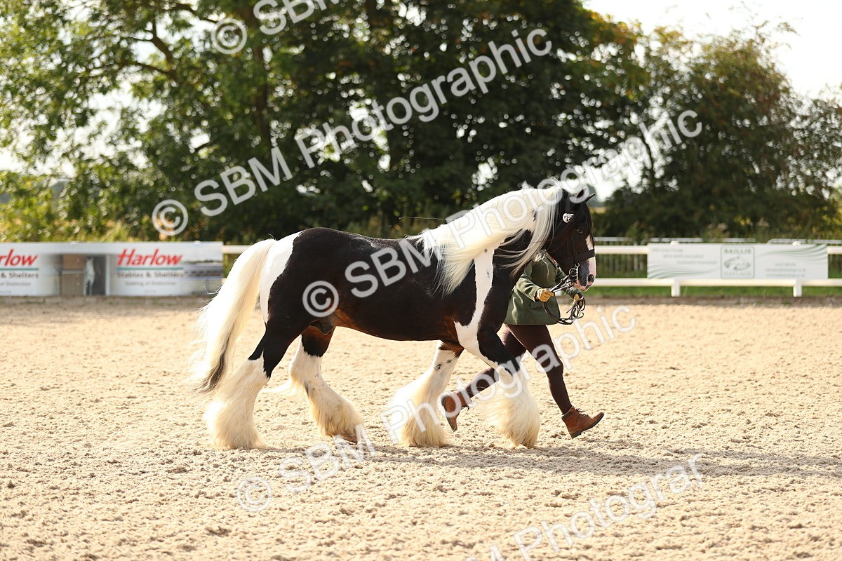 SBM_08571 - Class 28 - IH Veteran Horse