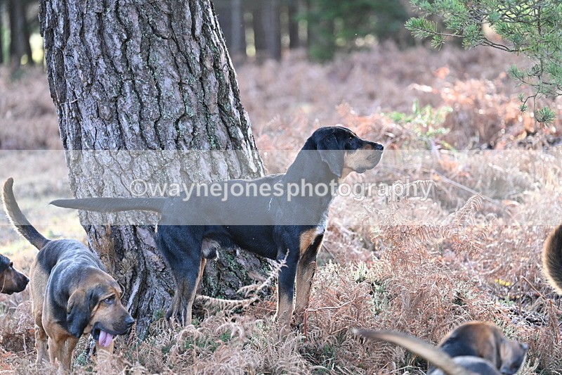 WJ7_7589 - Line 3 (no line 4 or 5)