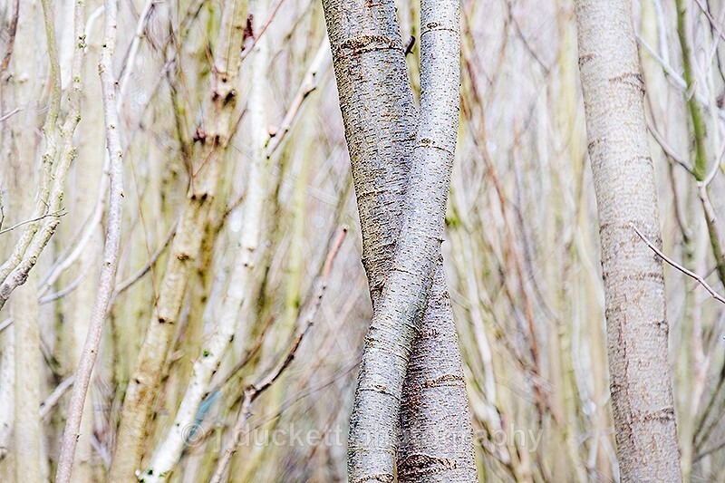 Entwined Tree Trunks