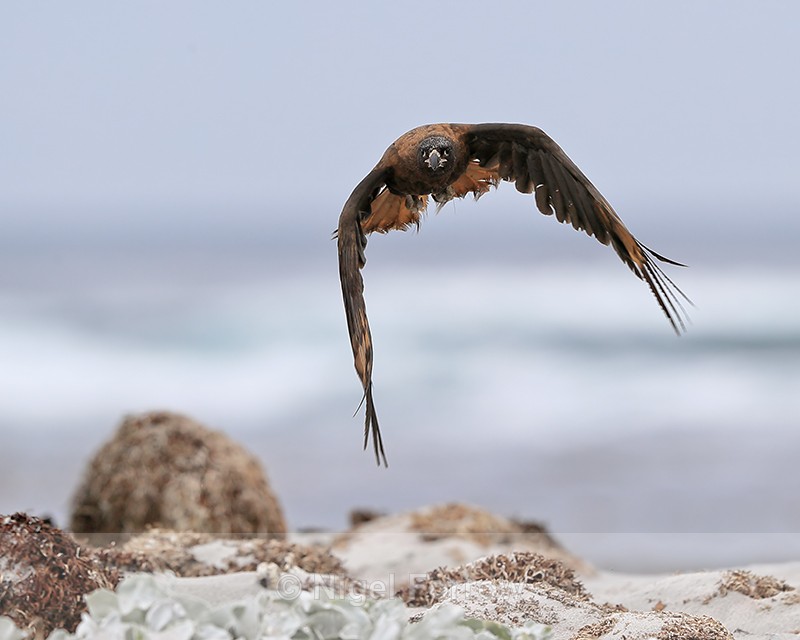 Striated Caracara flying wings down, Sea Lion Island, Falklands - Striated Caracara