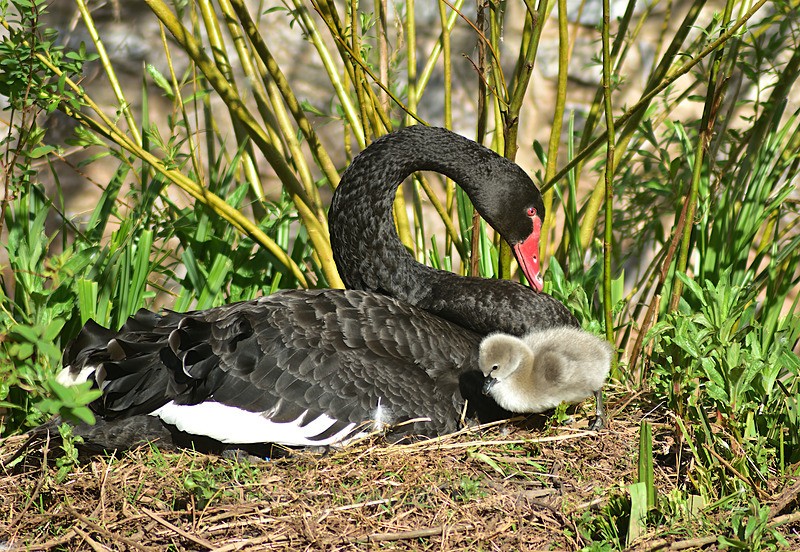 Black Swan Cygnet Spring 2026 2 - Dawlish and Black Swans