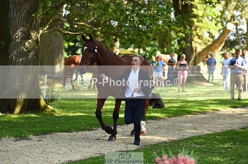 230524-160944-00722 - 264-BALLADEER_JUST_FOR_KICKS-Ellie_Healy-WEDTrotUp+DR