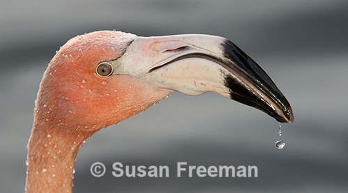 Flamingo Drinking