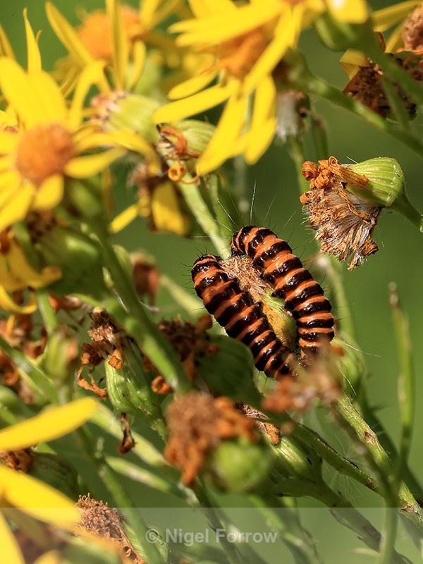 Cinnabar moth caterpillars on Ragwort, Ardley Wood Quarry, Oxfordshire - INSECTS