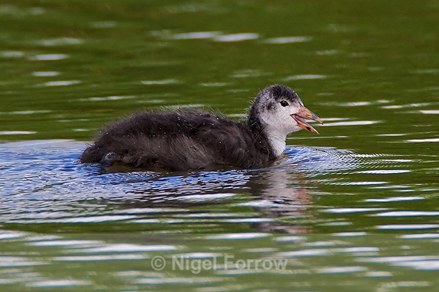 Coot chick at Otmoor - Coot