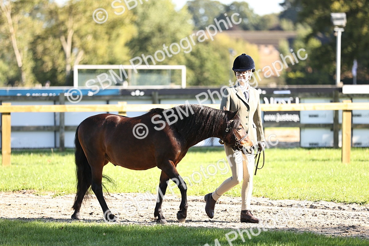 SBM_15835 - S1 - TSR in Hand Horse & Pony Showing