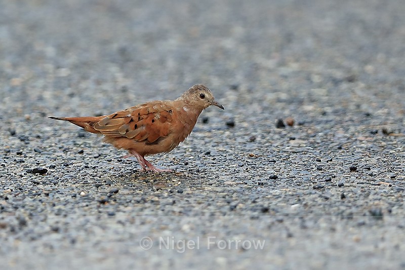 Ruddy Ground-Dove, Gamboa, Panama - Ruddy Ground-Dove