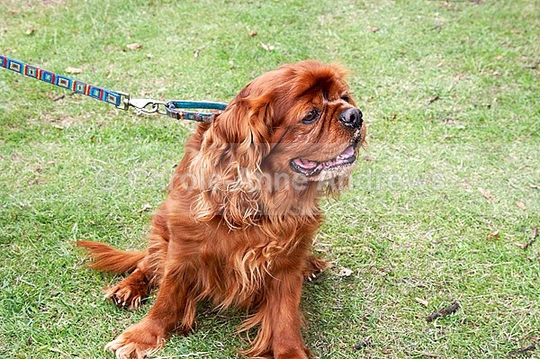  - Tendring Agility Group- St Osyth Summer Fete