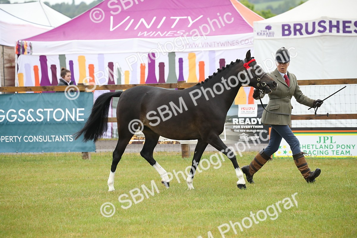 SBM_00053 - Class 17-20 - Arab & Part Bred - Anglo Arab In Hand