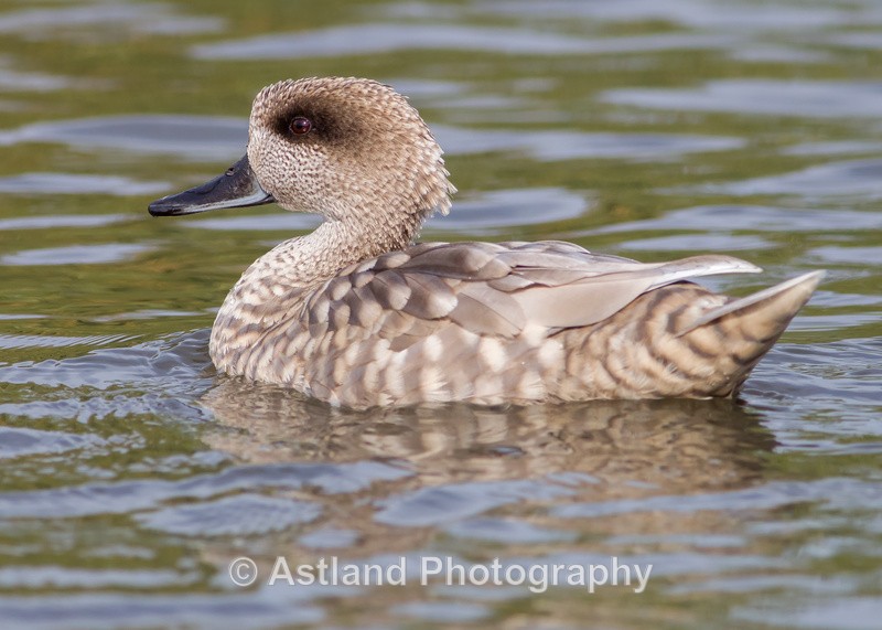 Astland Photography, Bird and Wildlife Images, Susan and Peter Wilson, U.K.