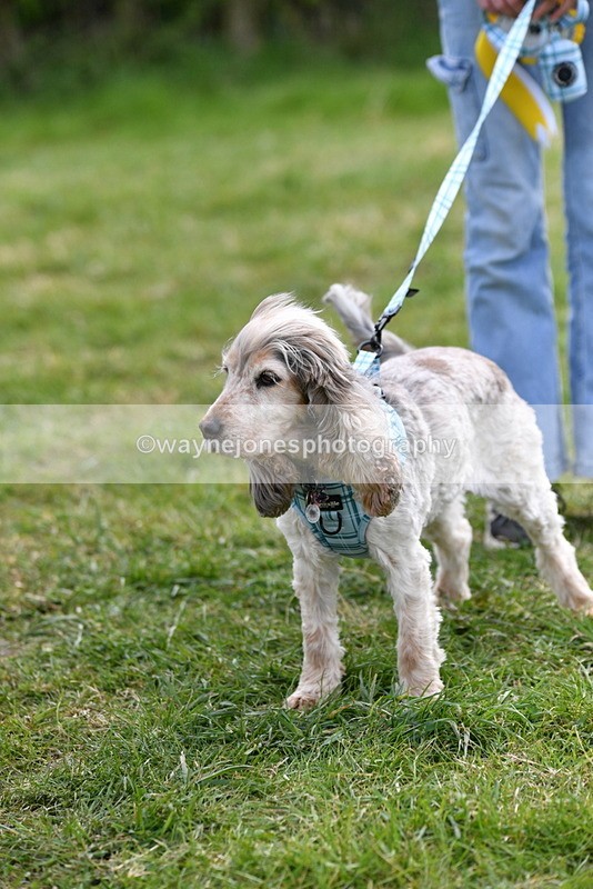 WJ5_0211 - Class 5 Best Veteran / 7 years & over