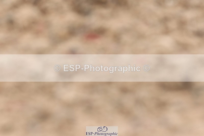 240622A-115427-09574 - Cls 27 BD Novice 37A