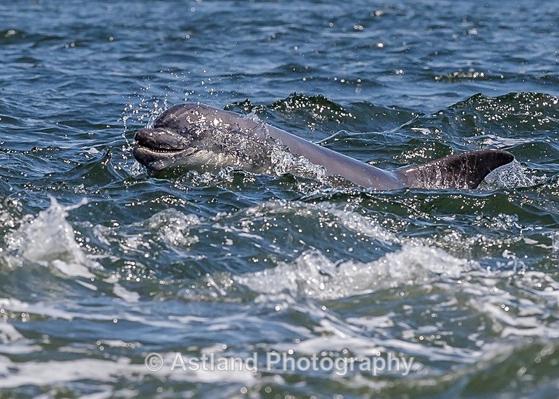 Astland Photography, Bird and Wildlife Images, Susan and Peter Wilson, U.K.