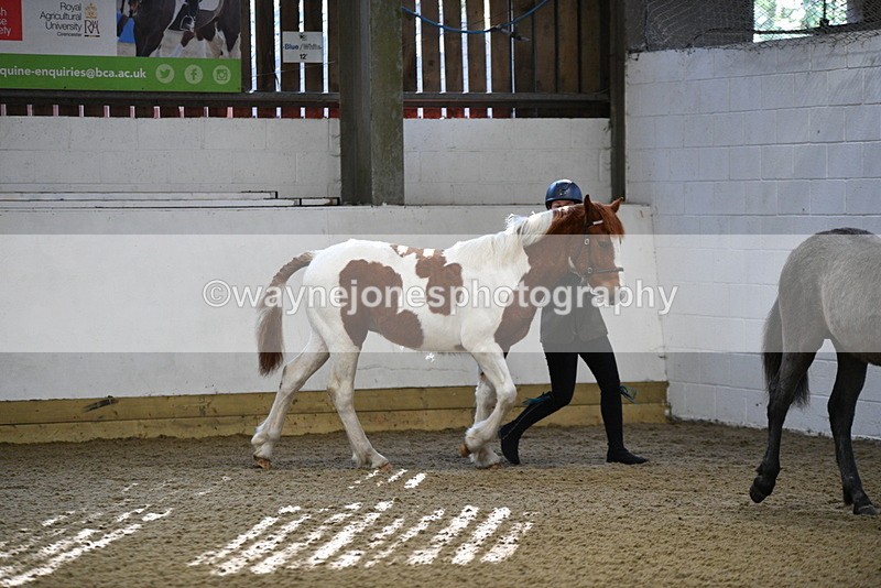 WJ5_3348 - Class 1 Youngstock