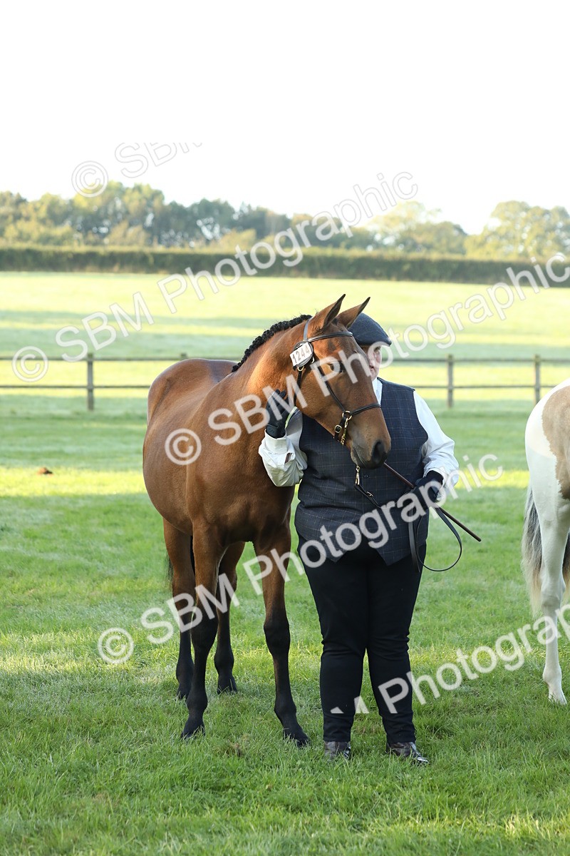 SBM_57852 - S42 - Youngstock