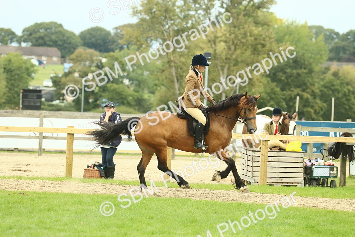 SBM_72138 - S60 - Mountain & Moorland Ridden Large Breeds