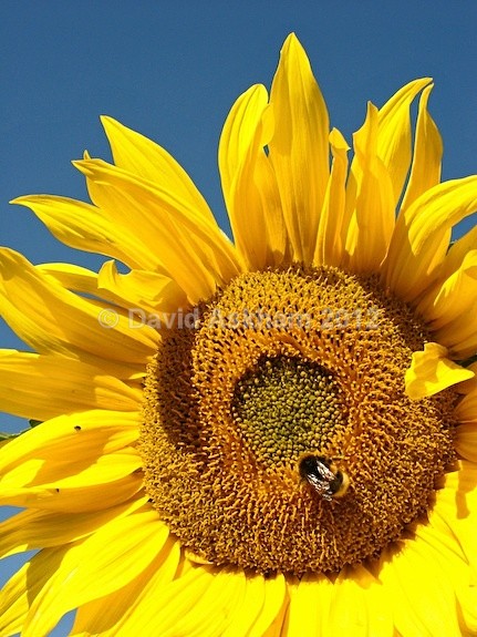 Sunflower - Gardens & plants