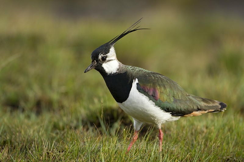 LAPWING - THE LAPWING