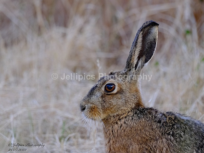  - Wildlife and Nature