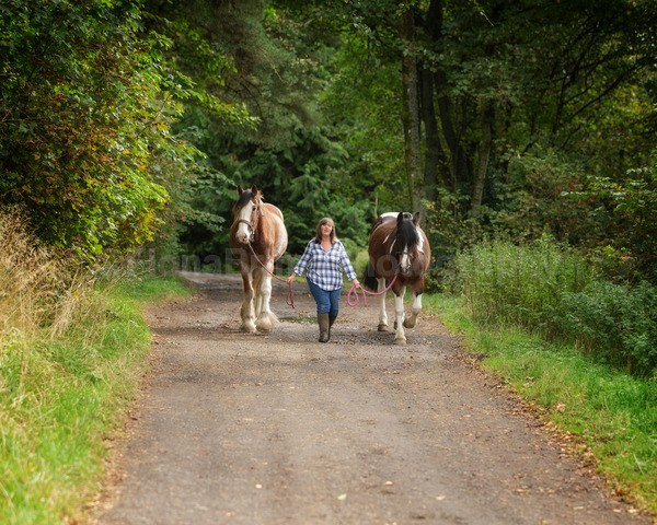 jane horses-8 - Janes Horses