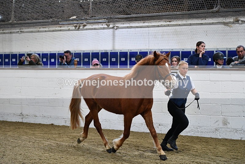 WJ5_3381 - Class 1 Youngstock