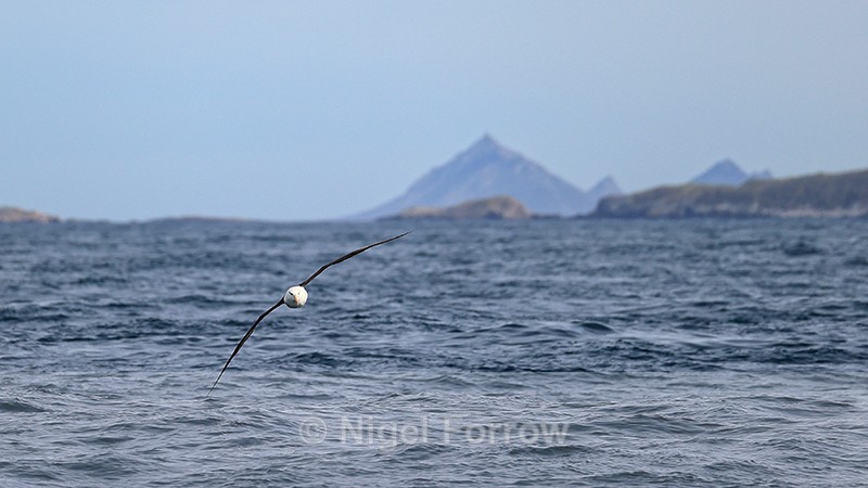 Flying Black-browed Albatross, Jason Islands background, Falklands - Black-browed Albatross