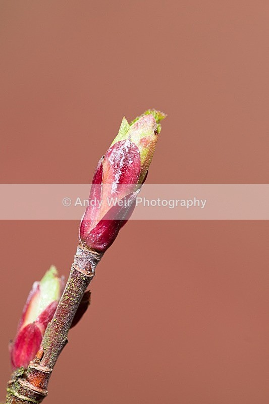 20120226-_MG_8858 - Plants & Flowers