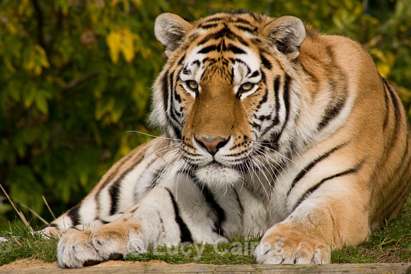  - Big Cats
