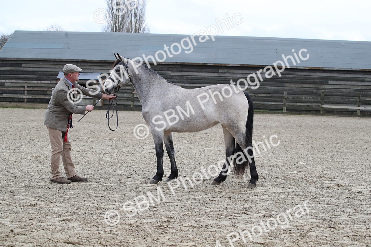 SBM_004003 - Class 1-4 - Young Stock classes Inc. In Hand Championship