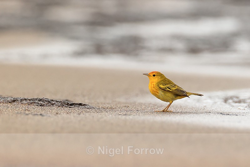 Yellow Warbler (male) on beach, Floreana, Galapagos - Yellow Warbler