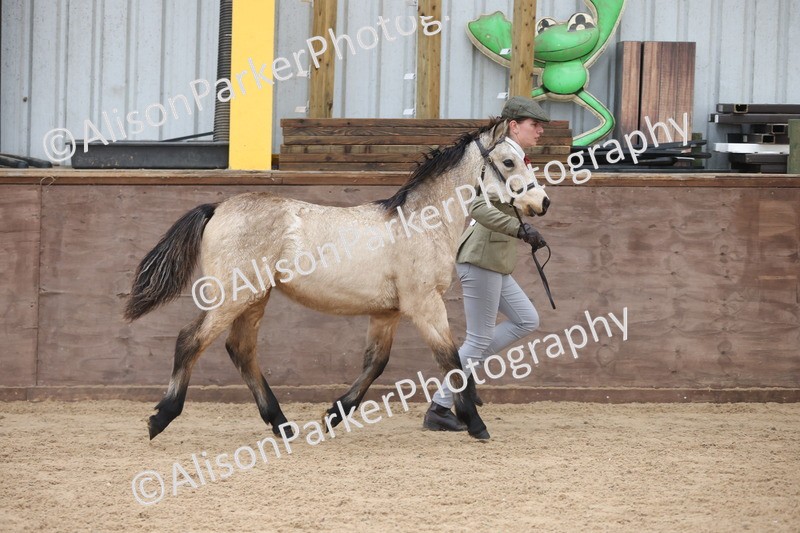 20251109-0778 - Class 24 - Foals