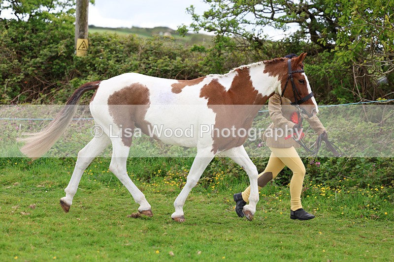 3E7A0790 - In Hand Championship
