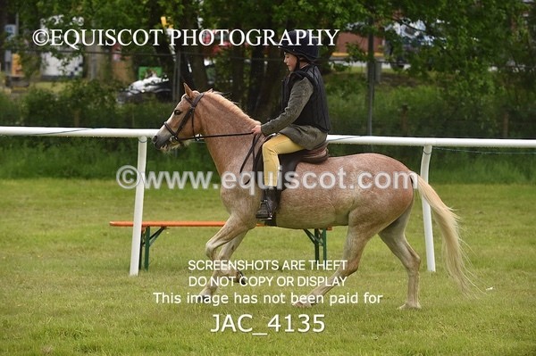 JAC_4135 - 40CM WORKING HUNTER