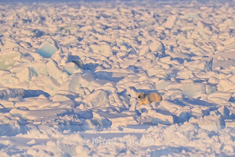 Polar Bear and ice hummocks, Spitsbergen, Svalbard - Polar Bear
