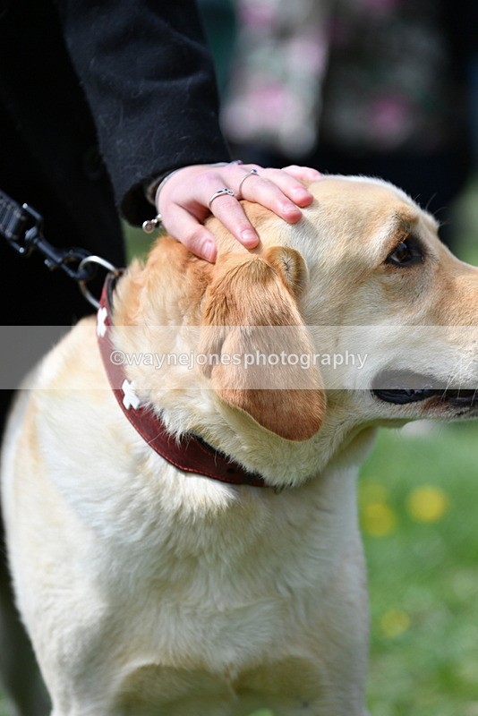 WJ5_9792 - Class 3 Most Handsome Dog