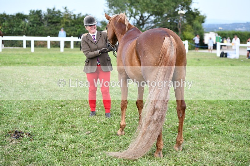 DSC_8520 - Class 69: Pure, Anglo & Part Bred In Hand Arab