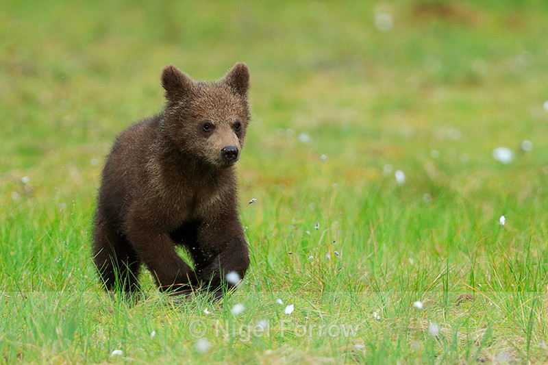 Brown Bear cub running at Martinselkonen - Brown Bear