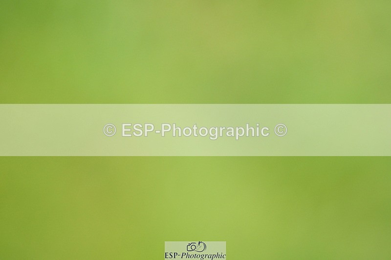 250705A-123646-14711 - Cls 30 Snr Foxhunter 2nd Round