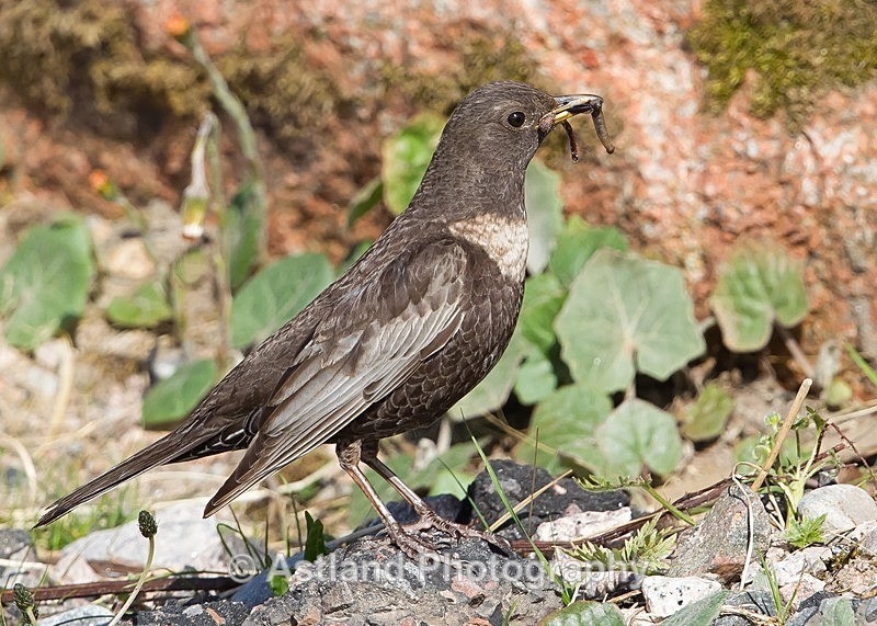 Astland Photography, Bird and Wildlife Images, Susan and Peter Wilson, U.K